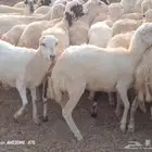 رخال رفيدي بلدي جروم من 730 جمله