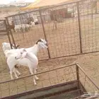 جفرتين للبيع