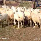 رخال رفيدي لعدد 50 من 730 جمله