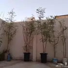 شجر مورينجا للبيع