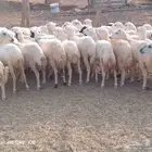 رخال رفيدي بلدي طيبه جروم من 720 جمله