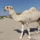 بعير فحل باتلي