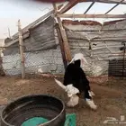 خروف نجدي