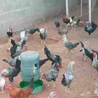ديكه بلدي وفيومي أحجام ذبح