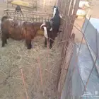 تيس عارضي للبيع