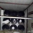 للبيع 6حمامات ثلث الجواز للبيع عل سوم