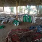 يوجد لدينا حشف البيع حق حلا ل