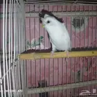 انثى روز و جوز بدجي البينو