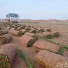 مزرعه الخرج لتوريد الثيل الطبيعي