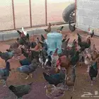 دجاج بلدي بشاير
