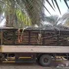 سعف نخل جديد أخضر للعرايش والمظلات