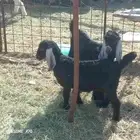 البيع تيس و جفر