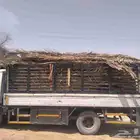 سعف نخل جديد أخضر للعرايش والمظلات