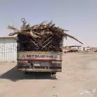 سعف نخيل طيب جديد أخضر للعرايش والمظلات