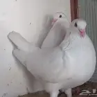 4 أزواج فرنسي سوبر جامبو