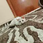 قطه انثى مفقوده