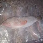 سمك هامور