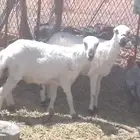 البيع رخال رفيديات
