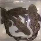 سمك الكناس أو الزبال