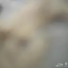 بحث عن عماره في الشرايع