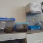 حلزونه للبيع واحواض