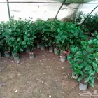 جميع انواع النباتات والاشجار ب ارخص الاسعار