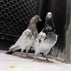 حمام باكستاني