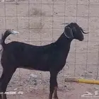 البيع عنز جنوبيه ثنيه