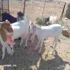 البيع تيسيين وجفرتيين