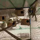 ازواج كروان