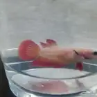 سمك فايتر