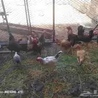 دجاج بلدي للبيع