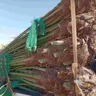 نخيل