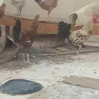 ديوك فقط العدد 4 الصحة شرط ممتازة العمر حول 7شهر