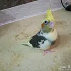 طير كروان للبيع