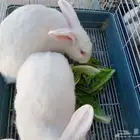 أرانب ذكر وأنثى جروم طيبه