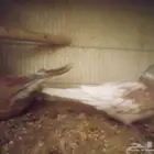 يمام هولندي