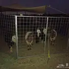 غنم طليان نجد ونعيميات جذعان طيبات أعمارهن من 5شهور إلى7شهور