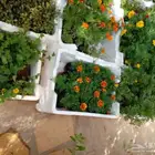 تنسيق حدائق وزراعه التيل وتركيب شبكة الري