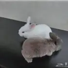 أرانب صغيرة