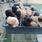 جراء بق بيور مستوي