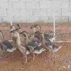 وز عراقي بيور كوابر 6 اجوز