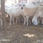 رخال مهجن حري طيبه جروم لعدد 45 من 700 جمله