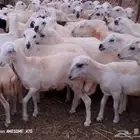 رخال رفيدي من 730 جمله