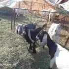 البيع ثلاث تيوس وجفره