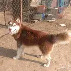 كلب هاسكي بيور