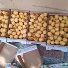 رطب هلاليه خراف مناصيف