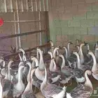 وز عراقي بيور كوابر منتج