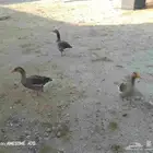 وز بلدي