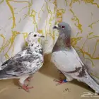 زاجل سباق جوز الذكرجانسن بحجل الانثى جان اردن كايبر بدون حجل